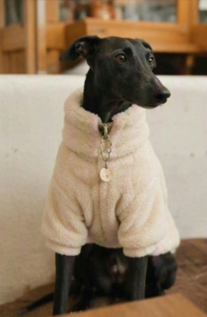 Imágenes de entrada (8 fotos de un perrito en cafetería)